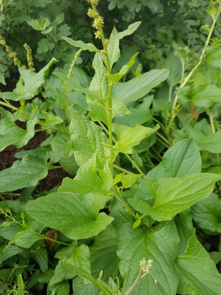 Manche mögen’s wild!