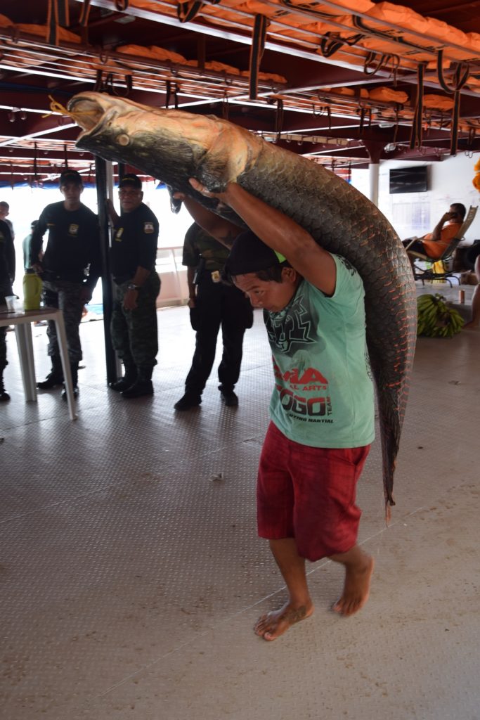 Der Pirarucu, zu Deutsch Arapaima, ist der größte Süßwasserfisch der Welt. Foto: Privat