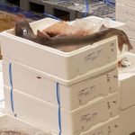 Sogar einen Hai bekam die Gruppe zu sehen. Foto: VKD