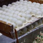 Tausende von den asiatischen Knödeln - den Dumplings - produzieren die Frauen jeden Tag. Foto: Privat