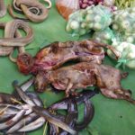 Dschungel-Katzen sind deutliche größer als die in westlichen Ländern bekannten Hauskatzen. Foto: Privat