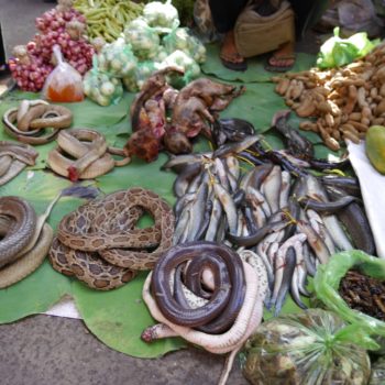 Auch Schlangen stehen in Kambodscha auf der Speisekarte, sind aber nur auf speziellen Märkten erhältlich. Foto: Privat