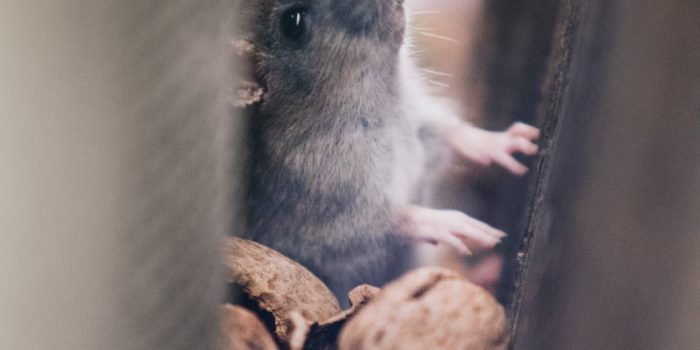 Wenn’s in der Küche kreucht und fleucht