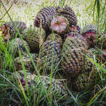 Photo: Nicolas Min Jørgensen