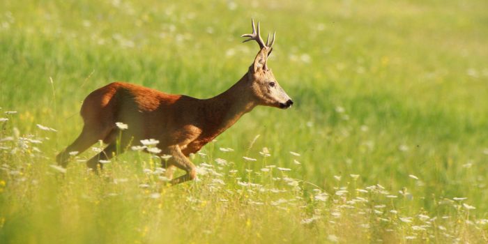 Heimisches Wild: Nachbarschaft statt Neuseeland
