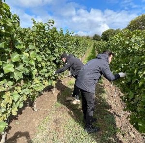 Weinlese bei goldenem Herbstwetter. 