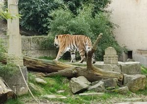 Die Lage im Zoo war bestens, denn es konnten Tiger während der Tagung beobachtet werden.