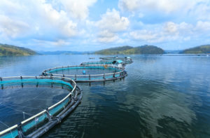 Regal Springs betreibt Fischfarmen in Seen in Mexiko, Honduras oder dem Lake Toba in Indonesien.