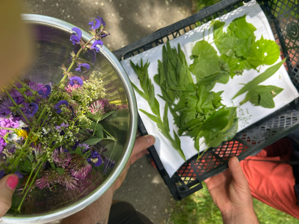 „Wildkräuter im Herbst sind wie ein zweiter Frühling in der Natur“