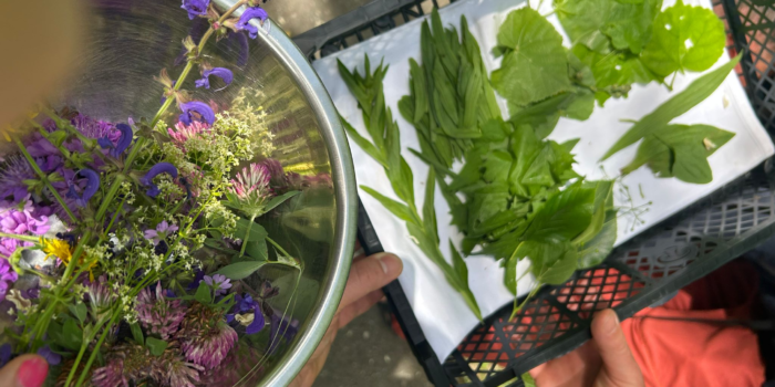 „Wildkräuter im Herbst sind wie ein zweiter Frühling in der Natur“